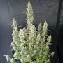 Cannabis seeds Auto Oh My Gusher® from Dutch Passion